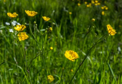 Buttercups Close Up Stock Photos