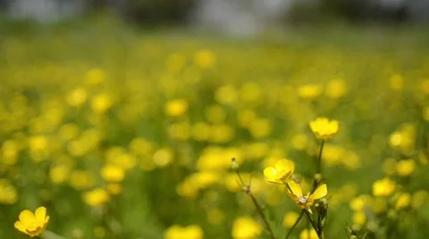 Buttercups in a field Stock Footage 49682019