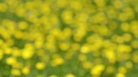 Buttercups in a field Stock Footage 49686689