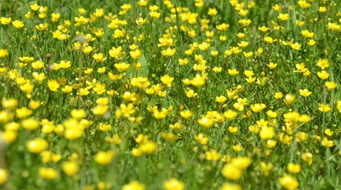 Buttercups in a field Stock Footage 49686718
