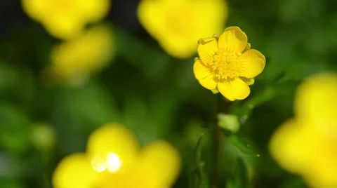 Buttercups in a field Stock Footage 49686759