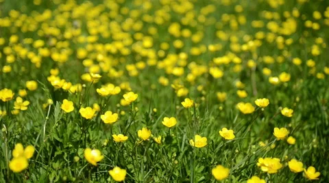 Buttercups in a field Stock Footage 49686822