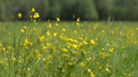 Buttercups in a field Stock Footage 49686854