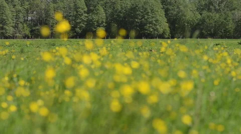 Buttercups in a field Stock Footage 49686878