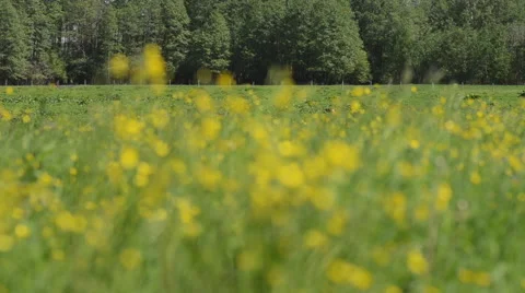 Buttercups in a field Stock Footage 49686888