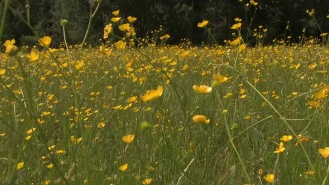 Buttercups in field Stock Footage 93780911
