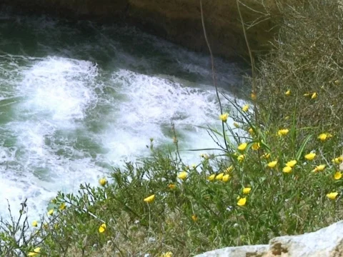 Buttercups Stock Footage 490104