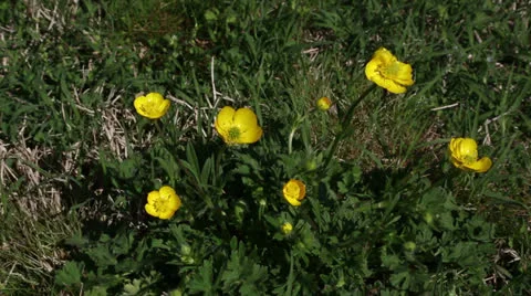 Buttercups Stock Footage 22770362