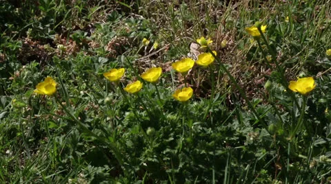 Buttercups Stock Footage 22770369