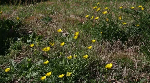 Buttercups Stock Footage 22770389