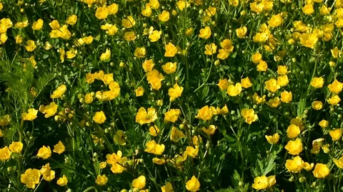 Buttercups Stock Footage 110833072