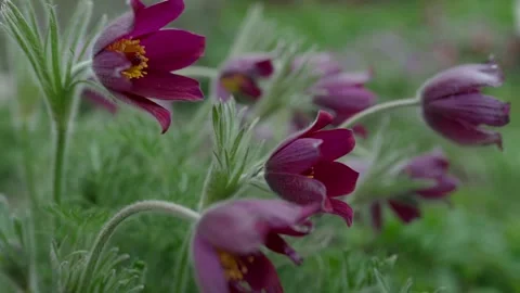 Buttercups Stock Footage 272448198
