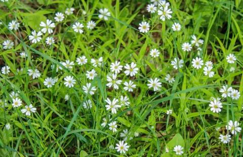 Buttercups in the grass Stock Photos