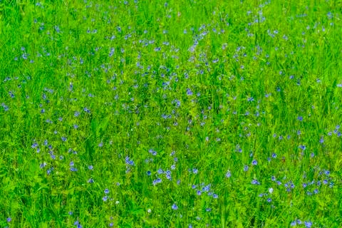Buttercups in the grass Stock Photos