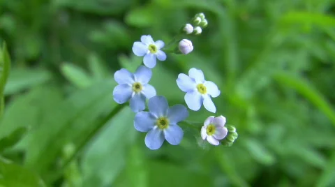 Buttercups marsh. Stock Footage 474775