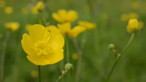 Buttercups in meadow Stock Footage 29474627