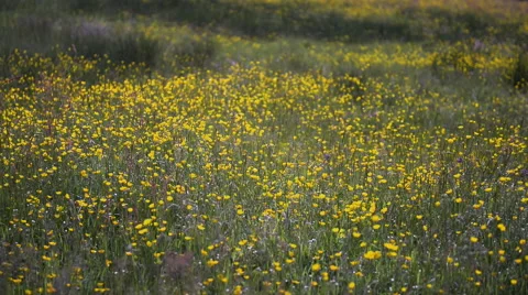 Buttercups meadow Stock Footage 58002988