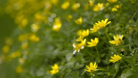 Buttercups in a meadow Stock Footage 93780883