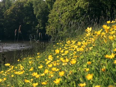 Buttercups moving in the wind during summer Видео 342340122