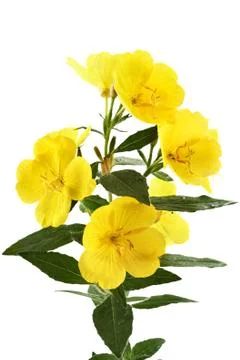 Buttercups Foto stock