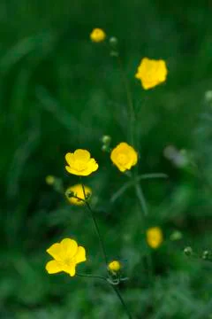 Buttercups Stock Photos