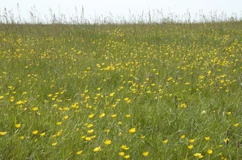 Buttercups Stock Photos