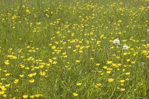 Buttercups Stock Photos