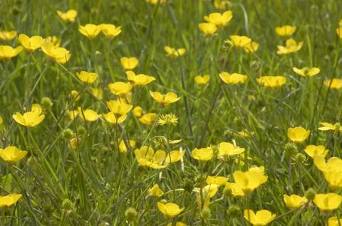 Buttercups Stock Photos