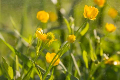 Buttercups Stock Photos