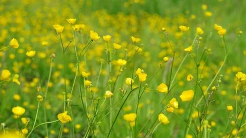 Buttercups 写真素材