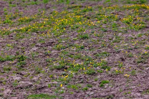 Buttercups, Ranunculus acris, in spring cattle paddock Photos