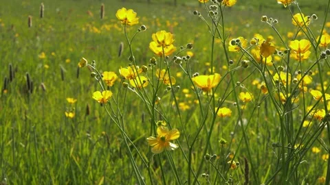 Buttercups in summer meadow Video stock 156758641