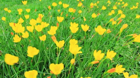 Buttercups Swaying in Wind Stock Footage 49493648