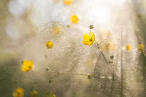 Buttercups wallpaper Stock Photos