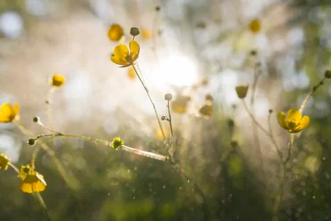 Buttercups wallpaper Stock Photos