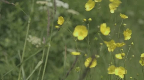 Buttercups in the wind Video stock 44206969