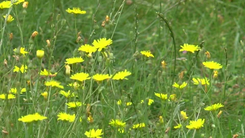Buttercups In The Wind Stock Footage 157723166