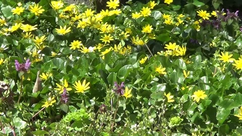Buttercups (yellow cups) Stock Footage 238941308