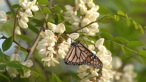 Butterfiles Stock Footage 107943113