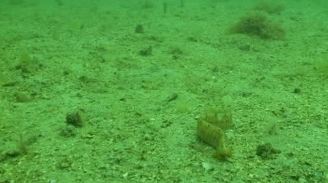 Butterfish swim Stock Footage 12467811