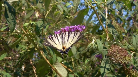 Butterflay 0 Stock Footage 95011331