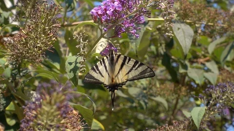 Butterflay 1 Stock Footage 95011307