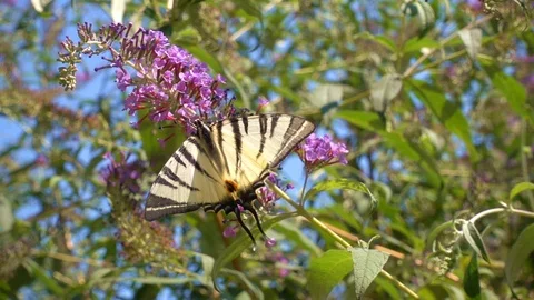 Butterflay 2 Stock Footage 95011337