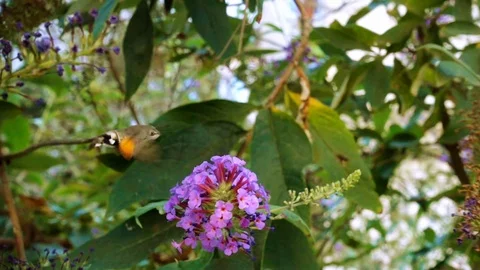 Butterflay Stock Footage 95011201