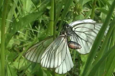 Butterflies 01 Stock Footage 995770
