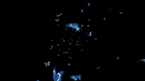 Butterflies 01 Stock Footage 27253323
