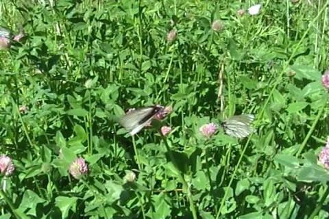 Butterflies 02 動画素材 994882