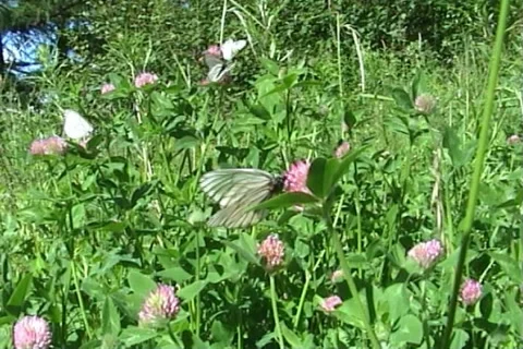 Butterflies 03 動画素材 996322