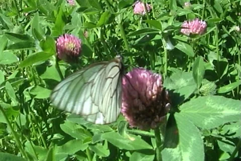 Butterflies 04 動画素材 996806