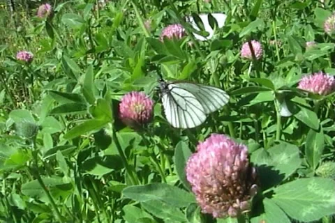 Butterflies 05 Stock Footage 997139